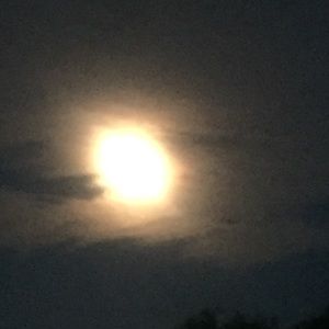 Meet your Posher, Riley